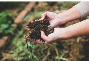 Organic & Biodynamic Viticulture