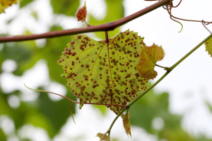 Vineyard Pest Identification & Scouting
