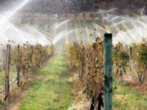 Nutrition & Irrigation Management