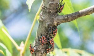 Vineyard Pest Management